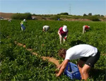 Harvesting a Field for Israel's Poor
